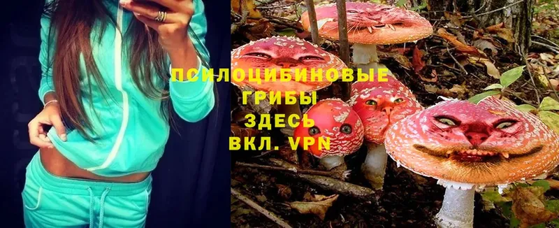 Галлюциногенные грибы MAGIC MUSHROOMS  продажа наркотиков  Скопин 